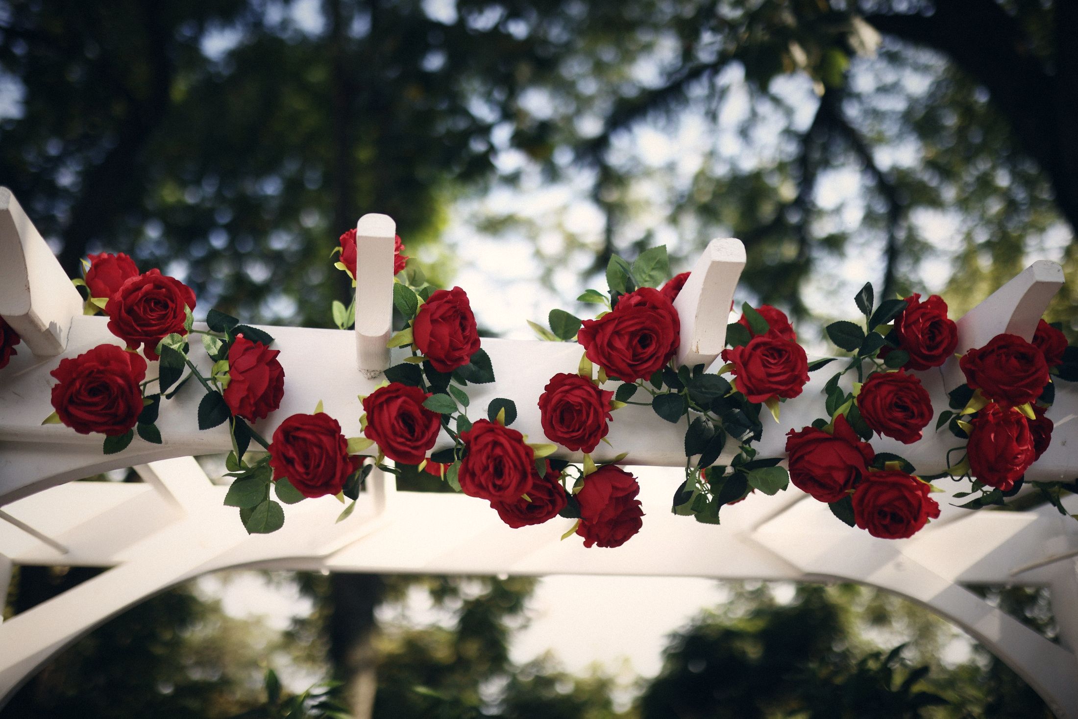 Red roses on a white ceremony arch